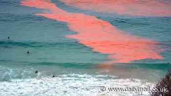 Perth algal: Beachgoers warned to steer clear of the ocean or risk getting a nasty rash