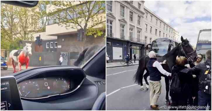 Londra, cinque cavalli dell’esercito britannico scappano e scatenano il caos nelle strade della città: quattro persone ferite