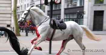 Why loose horses were seen bolting through London explained - and where they ended up