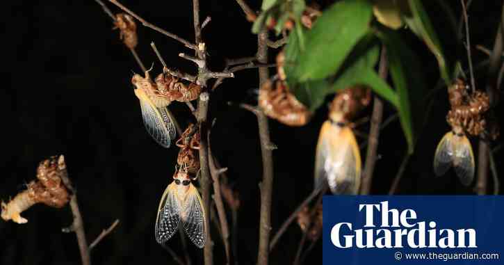 South Carolina police field calls from residents alarmed by noisy cicadas