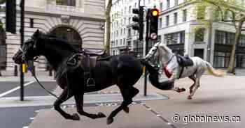 Four injured after military horses break loose, stampede in London, U.K.