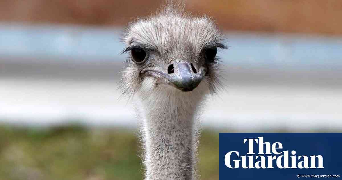 Ostrich at Kansas zoo dies after swallowing employee’s keys