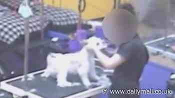 Horrific moment cruel dog groomer, 31, slaps and throws little Luffy the Maltese shih tzu around