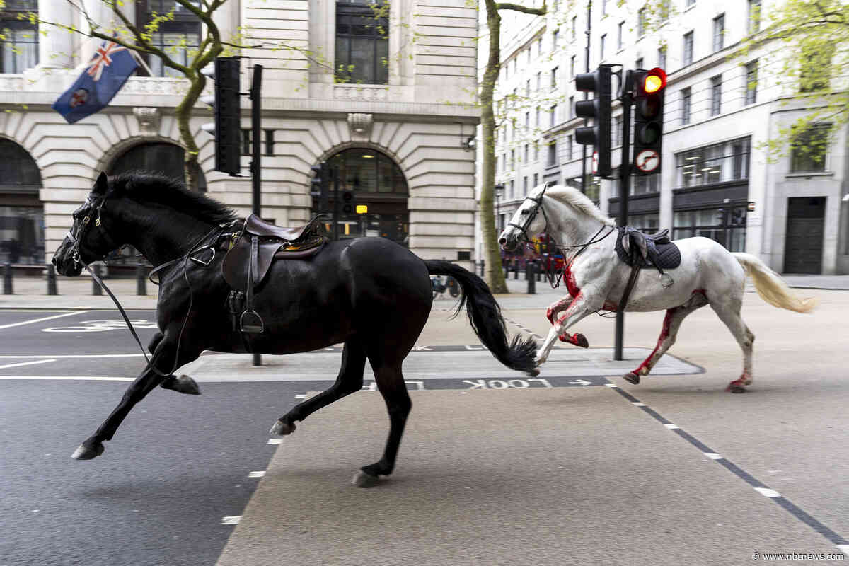 Runaway military horses race through London, with one seemingly covered in blood