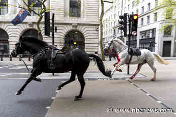 Runaway military horses race through London, with one seemingly covered in blood