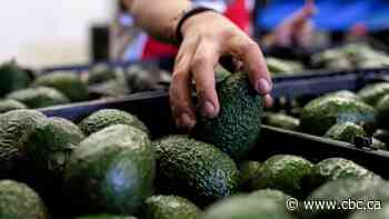 Mexican farmers take on avocado growers in fight for water during drought