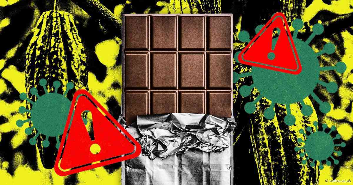 A ‘devastating’ virus is threatening the world’s chocolate supply