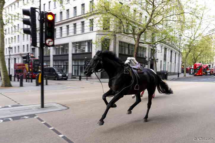 Military horses break loose in London, injuring multiple people and colliding with cars