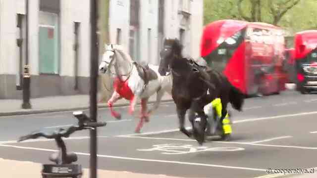 Caballos del Ejército británico escaparon y dejaron el caos en Londres