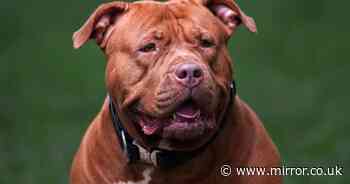 XL Bully campaigners get green light to bring High Court challenge against ban on dog breed