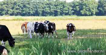 Uitspraak: vee zonder schaduw in hete wei laten staan is mogelijk zelfs dierenmishandeling