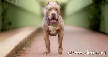 Are XL bullies 'evil breed with screw loose' or victim of callous breeders who wanted 'killing machines'?