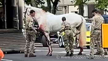 Escapee cavalry horse appears to have injured leg as army locate missing animal