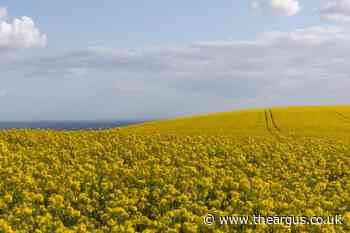 Beautiful rapeseed field a great walk outside Brighton