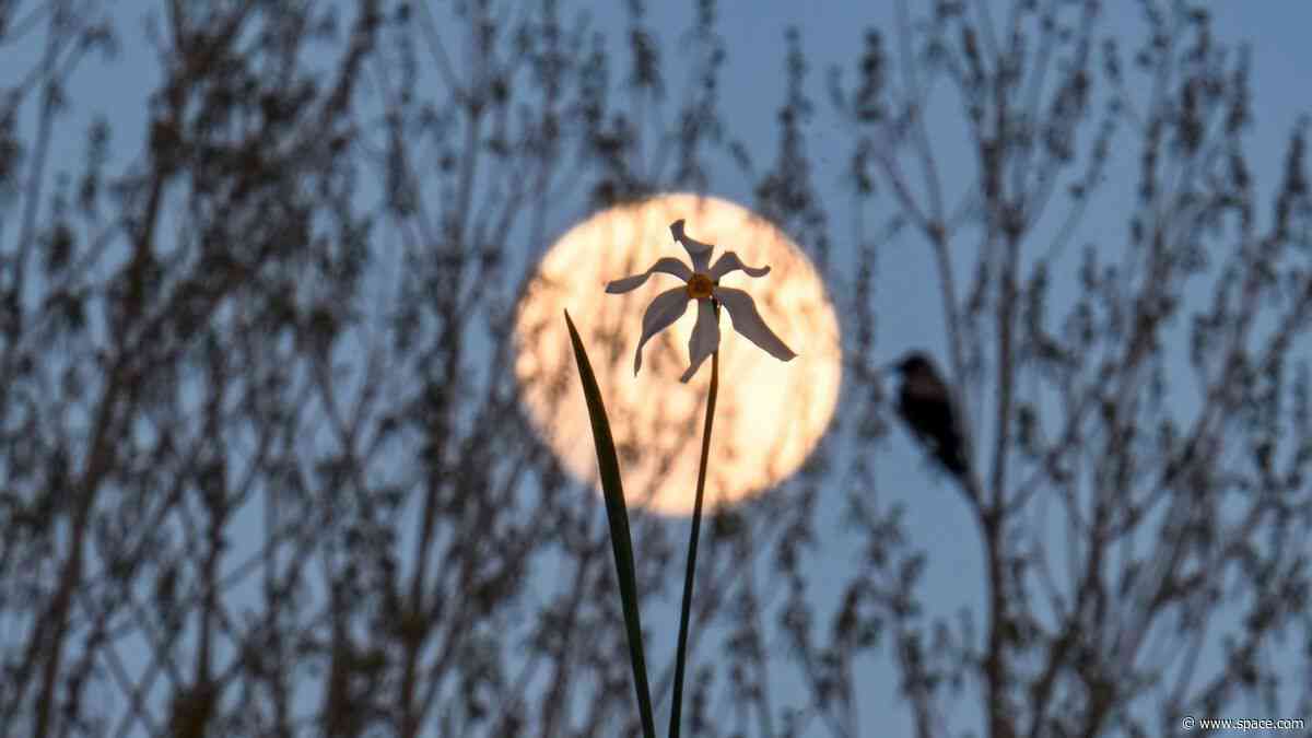 April full moon has us tickled pink in these gorgeous photos
