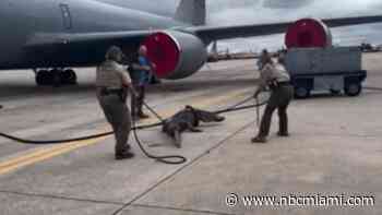 Video shows alligator being wrangled on runway of Air Force base in Tampa