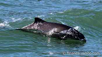Pacific Mammal Research Uses Grants to Study Marine Mammals of the Salish Sea