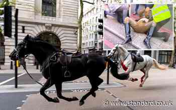 Spooked Household Cavalry horses bolt through central London injuring soldiers and public