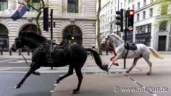 „Es war das totale Chaos“ – Blutige Pferde galoppieren durch London