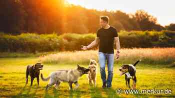 Hundetrainer Daniel Joeres im Interview: „Das gehört zu einem Hundeleben unbedingt dazu“