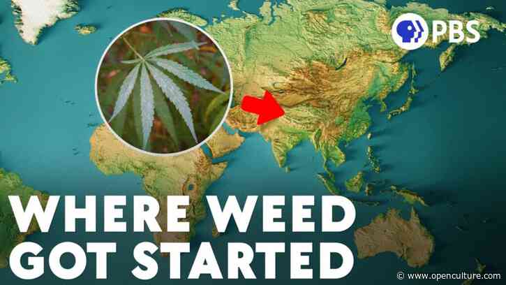 Humans First Started Enjoying Cannabis in China Circa 2800 BC