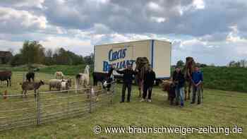 Manege frei in Wendeburg: Ein Zirkus mit  Tieren und Artisten