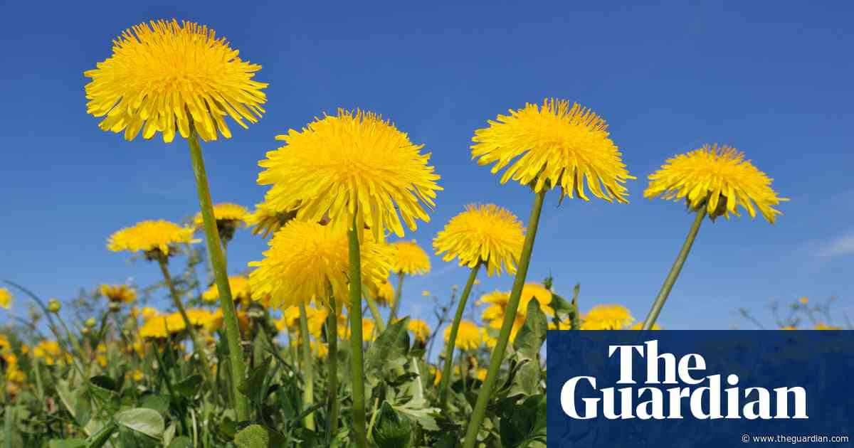 Clock this delightful paean to dandelions | Brief letters
