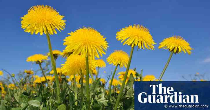 Clock this delightful paean to dandelions | Brief letters