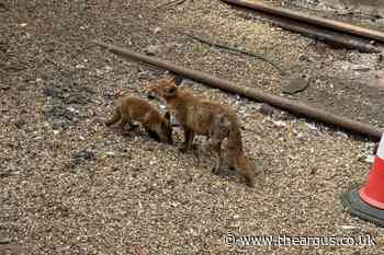 Brighton Train Station: Fox cubs spotted by tracks