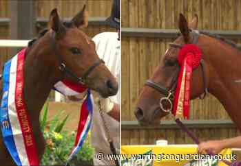 Two Great Sankey horses prove they’re ahead of the field