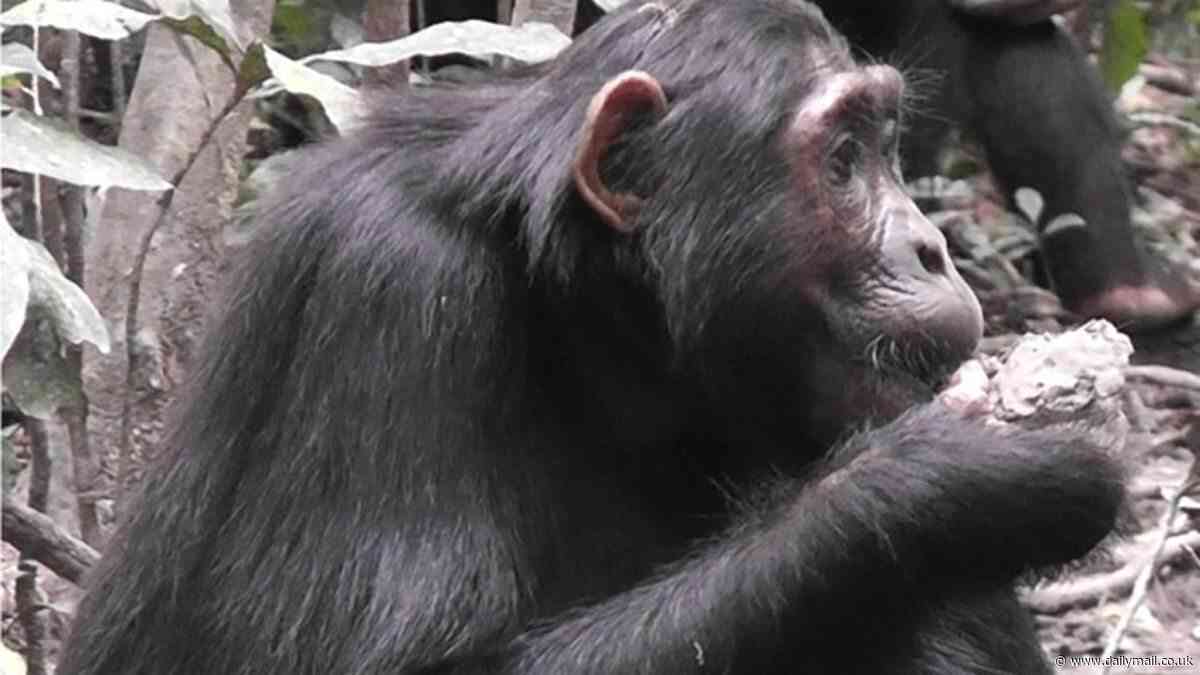 Chimps are now eating disease-ridden bat feces as over-farming wipes out food sources in Africa... and experts warn it could start next pandemic