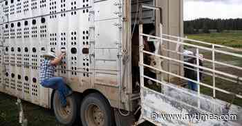 Dairy Cows Transported Between States Must Now Be Tested for Bird Flu