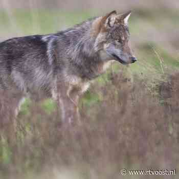 Overijssel opent 'jacht' op de wolf, Faunabescherming uit felle kritiek: "Symboolpolitiek"