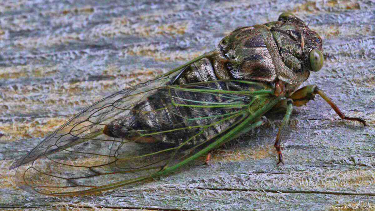 South Carolina town members terrorized by cicadas call 911 over 'roar' that can be as loud as a jet engine as 'duel emergence' of two different broods means record number of insects will cover Midwest and Southern states
