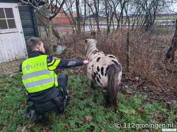 Politie vangt loslopende pony