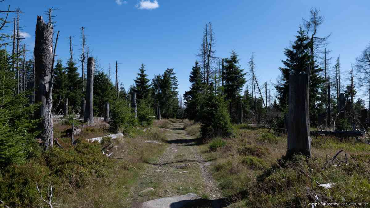 Harz: Vorbereitungen für Waldbrandsaison abgeschlossen