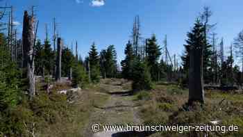 Harz: Vorbereitungen für Waldbrandsaison abgeschlossen