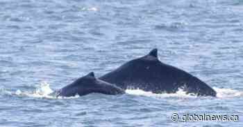 First humpback whale calf of season spotted near Victoria