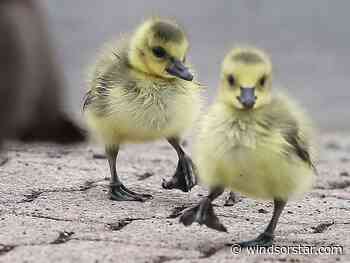 PHOTOS: Fuzzy spring goslings learn about life in Windsor