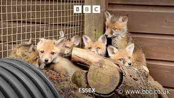 Rare litter of 10 fox cubs are rehomed in Essex