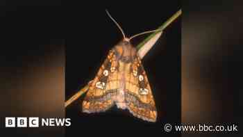 Zoo's final batch of moths released into the wild