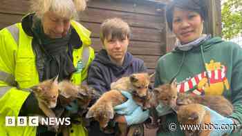 Ten fox cubs rescued after den destroyed