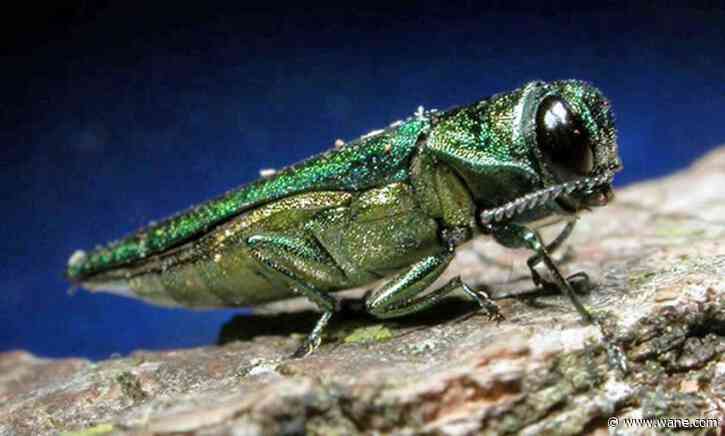 In The Archives: Indiana's battle with the emerald ash borer