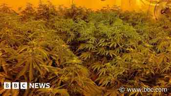 Man arrested over cannabis farm discovery