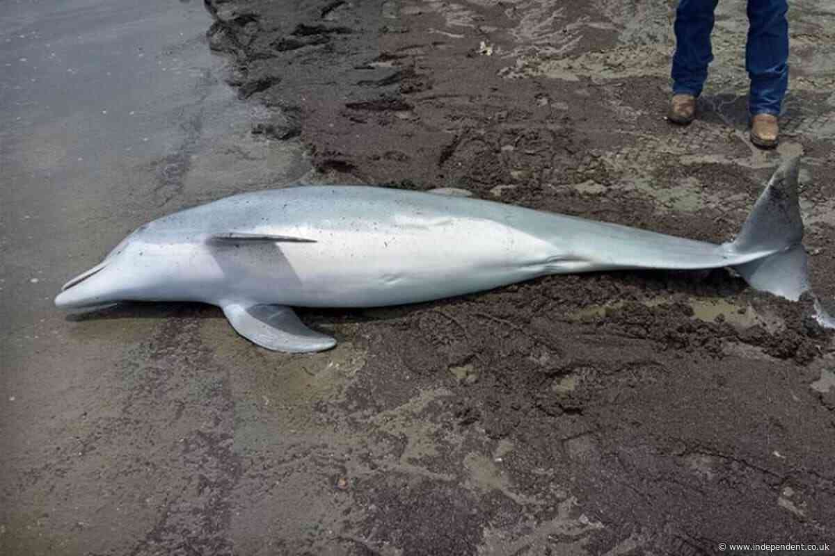 Dolphin found shot to death on Louisiana beach, $20,000 reward offered
