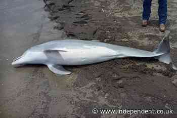 Dolphin found shot to death on Louisiana beach, $20,000 reward offered