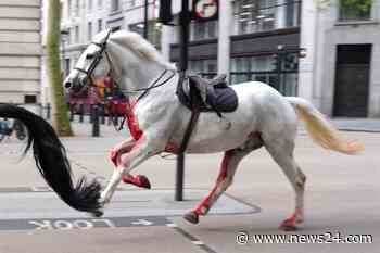 News24 | WATCH | Escaped military horses bolt through central London, injuring four