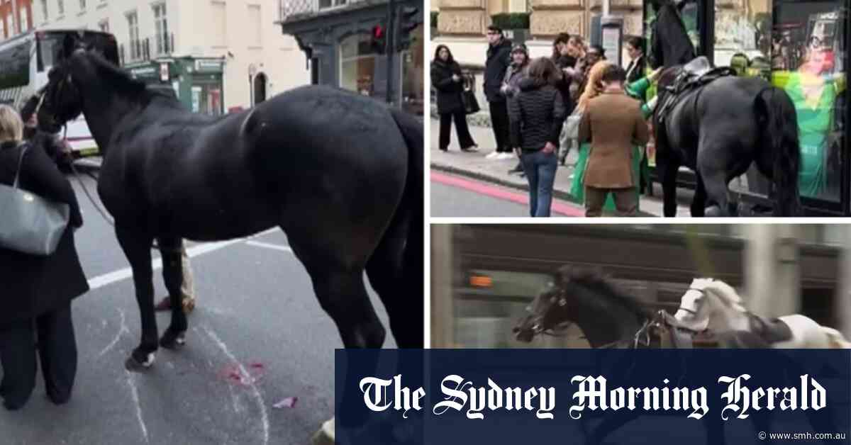 Bloodied horses run through London in rush hour chaos