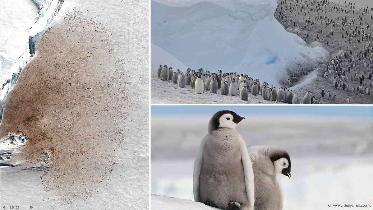 Emperor penguins are on the pathway to EXTINCTION: 99% of birds could be wiped out by 2100 if greenhouse gas emissions continue to rise at current levels, study warns