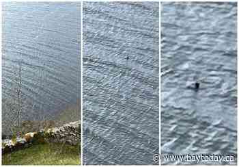 'Nessie' sighting vaults Canadian couple into media spotlight after photo in Scotland